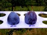Plums from Moldova - фото 1