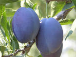 Plums from Moldova - фото 2