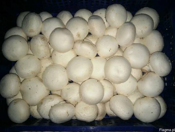 Польские шампиньоны