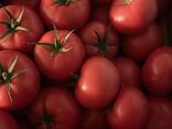 Польский Томат розовый, красный, томат "сливка", томат черри - фото 3