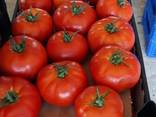 Помидор - фото 1