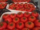 Помидор красный - фото 3
