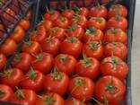 Оптовые продажи Помидор нового урожая из Турции - photo 1