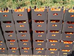 Продаем помидор