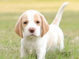 Красивые щенки бигля