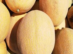 Продаем дыню