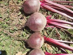 Продаем свеклу