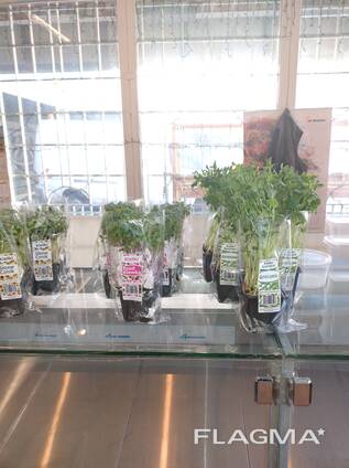 Продам бизнес, Продукція Мікрозелені