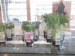 Продам бизнес, Продукція Мікрозелені