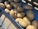 Продам картошку - zdjęcie 1