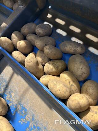 Продам картошку