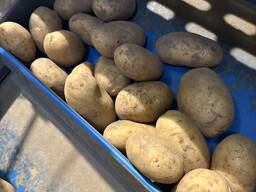 Продам картошку