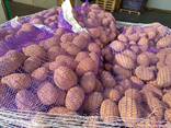 Продам картошку с светлой земли сорта продолгатые и круглые - zdjęcie 2