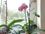 Продам орхидеи - фото 1