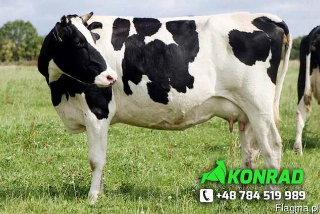 Продам польскиe и иностранныe нетели
