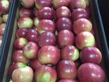 Продам Польское Яблоко/ экспорт - фото 3