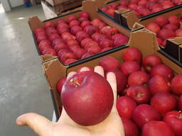 Продам польское яблоко оптом