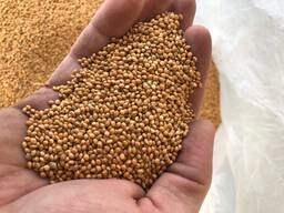 Продам просо желтое