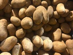 Продам съедобный картофель