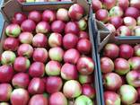 Продам яблоки из Польши