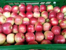 Продам яблокие летние
