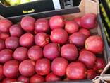 Продам яблоко Jonaprince оптом - фото 3