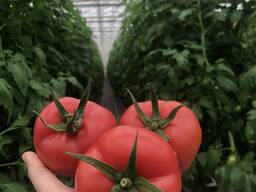 Sprzedaż hurtowa pomidorów, pomidorów z Turkmenistanu na eksport po konkurencyjnych cenach