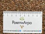 Просо красное и желтое. В наличии более 4500т( 1000 жетон / 3500 красное). - zdjęcie 3