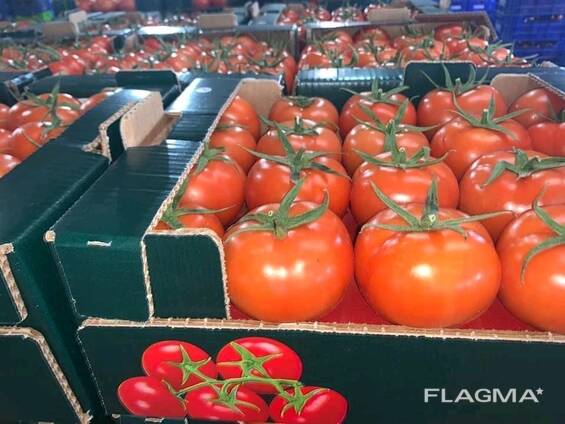 Оптовые продажи Помидор нового урожая из Турции