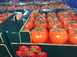 Оптовые продажи Помидор нового урожая из Турции