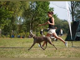 Przygotowanie i prezentacja psów na wystawach. Dog Handler. Хендлер