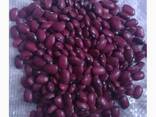 Quality 3D beans from Kyrgyzstan - photo 6