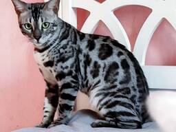 Rasowe kocięta bengalskie