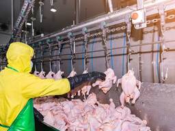 Різноробочі