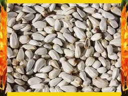 Сафлор Safflower