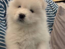 Samoyed/Samojedenwelpe (FCI/ZKwP) abholbereit ab dem 10. Dezember