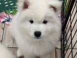 Samoyed/Samojedenwelpe (FCI/ZKwP) abholbereit ab dem 10. Dezember - zdjęcie 1