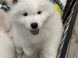 Samoyed/Samojedenwelpe (FCI/ZKwP) abholbereit ab dem 10. Dezember - zdjęcie 3