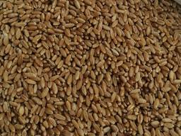 Selling 3000 tons of durum wheat. Продам 3 тысячи тонн пшеницы, твёрдые сорта