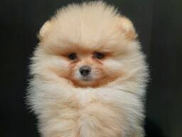 Szczenięta pomorskie