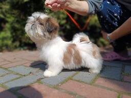 Shih-Tzu hodowla Gemchujina Skifii FCI
