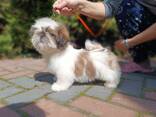 Shih-Tzu hodowla Gemchujina Skifii FCI - zdjęcie 1