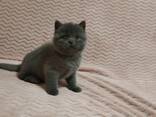 Шотландский голубой котенок - фото 3