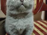 Шотландский голубой котенок - zdjęcie 4