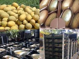 Сладенькая Дыня!