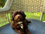 Śliczne szczeniaczki rasy Maltipoo - photo 2