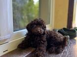 Śliczne szczeniaczki rasy Maltipoo - photo 3