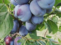 Слива в продаже