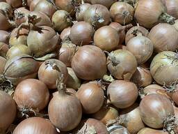 Sprzedam cebulę żółtą z ładną mocną łuską