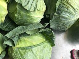 Sprzedam kapustę białą i czerwoną